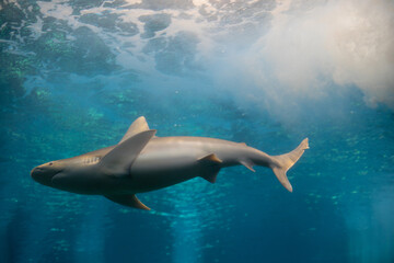 Sandbar Shark Swimming
