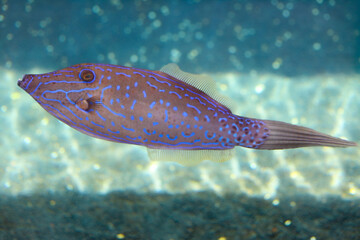 Scrawled Filefish 