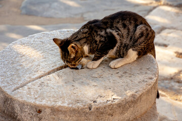Cat in historical greek ruins of turkey