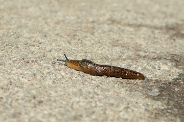 A large slug crawls along the asphalt, close-up. Large snail without shell. Selective focus.