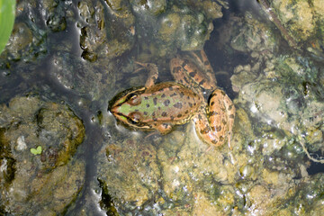 frog on a swamp