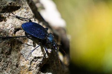 bug on a leaf