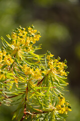 yellow flowers on a tree