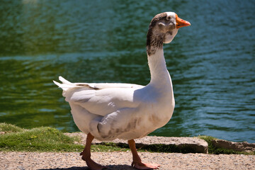 goose on the river