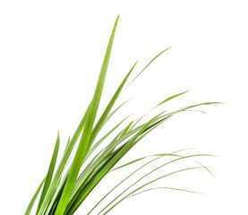 Bunch of long green grass.