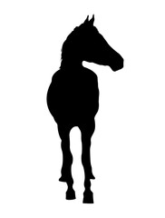 Horse silhouette. Animal isolated on white background.