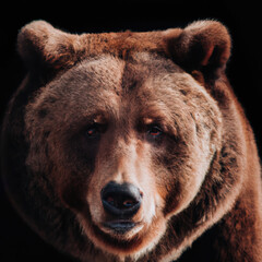 Obraz premium brown bear portrait