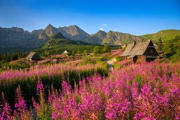 Beautiful summer morning in the mountains - Hala Gasienicowa valley in Poland - Tatras - obrazy, fototapety, plakaty