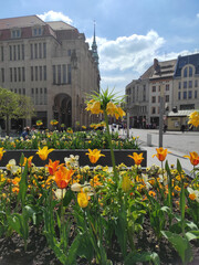 beautiful flowers on marien square. Goerlitz, Germany
