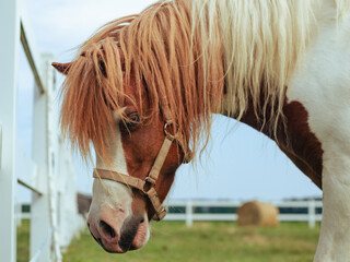 Shetland horse in the yard in close up