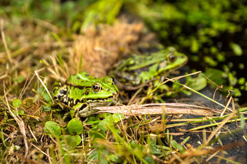 teichfrosch paar am rand von gartenteich