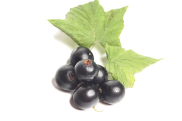 Black currant with leaves isolated