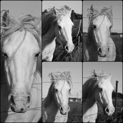Collage of different shots of the same horse.