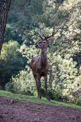 ciervo