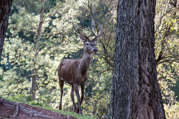 ciervo 