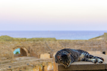 Fototapeta na wymiar Cat sleeping in Tarragona, Catalonia, Spain at roman amphitheatre