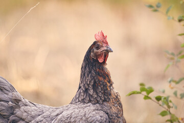 Poules et poussins en liberté