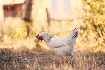 Poules et poussins en liberté © Stéphane Galonnier