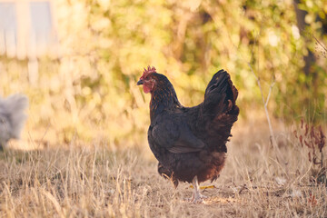 Poules et poussins en liberté