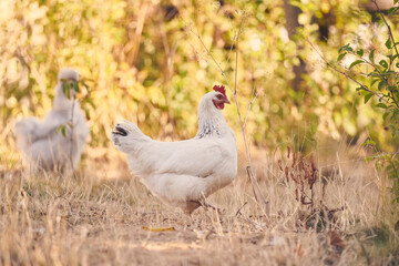 Poules et poussins en liberté © Stéphane Galonnier