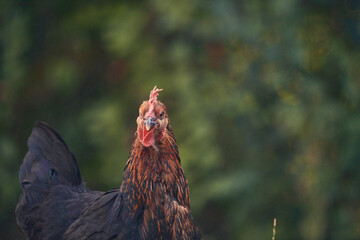 Poules et poussins en liberté © Stéphane Galonnier