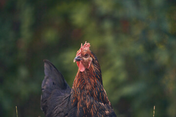 Poules et poussins en liberté © Stéphane Galonnier
