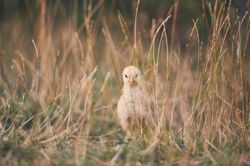 Poules et poussins en liberté
