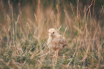 Poules et poussins en liberté © Stéphane Galonnier