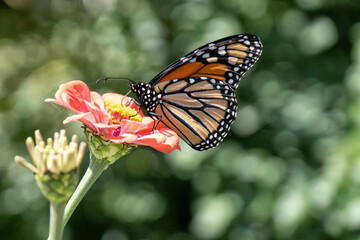 Monarch butterfly on pink flower against green background