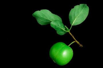 green pulm with leaf