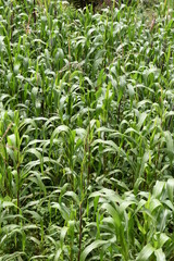 Obraz premium field of corn