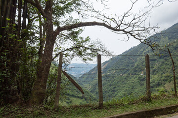 Thin trunks of trees next to a fence with green mountains and a white sky in the background, Colombia. - Powered by Adobe