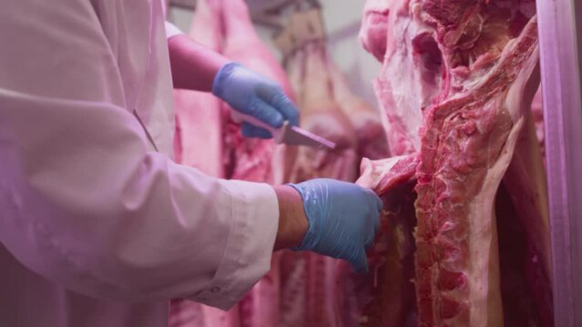 Industrial processing of meat. A man cook butcher cuts off the carcass of an animal in a butcher's shop with a knife. Ribeye or marbled beef. Production for restaurants at the slaughterhouse