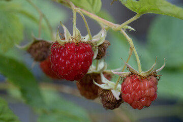 Ripe raspberries on a branch 