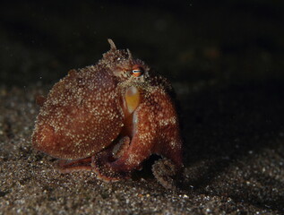 Octopus in its sandy and rocky habitat at the bottom of the sea, at night with black background behind it