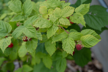 Raspberry leaves covering with berries