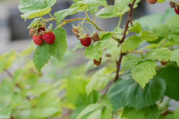 Raspberry plant with berries