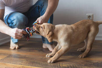 A young man is playing with his labrador retriever puppy at home with a colorful thread toy. Care...