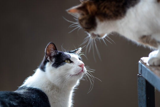 Two cats communicating
