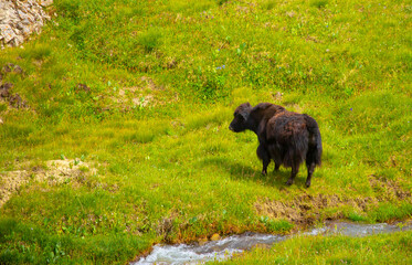 A herd of yaks graze in the mountains. Himalayan big yak in a beautiful landscape. Hairy cow cattle wild animal in nature in Tibet. Sunny summer day in the wild. Farm animal in Nepal and Tibet.