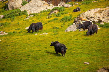 A herd of yaks graze in the mountains. Himalayan big yak in a beautiful landscape. Hairy cow cattle wild animal in nature in Tibet. Sunny summer day in the wild. Farm animal in Nepal and Tibet.