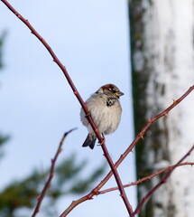 robin on branch