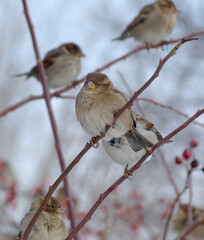 robin on branch