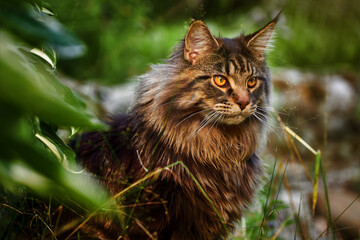 Naklejka na ściany i meble Large beautiful Maine Coon cat in thickets.