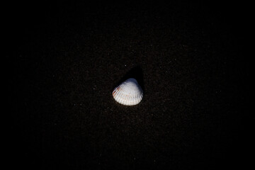 shell laying on dark sand