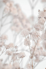 Breathing baby gypsophila macro photography. Bouquet of gypsophila on a beige background, selective focus