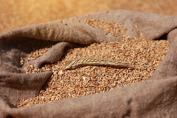 close up of natural golden wheat spike and whole grains in jute sack of wheat grains background....