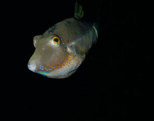 brown fish swimming in the middle of the ocean with a black background