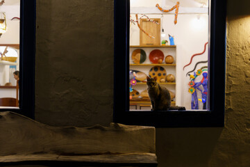 gato na janela de estabelecimento comercial apreciando o movimento 