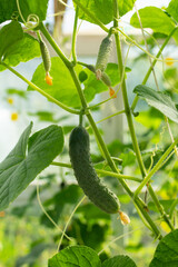 ripening green cucumbers hang and grow in a greenhouse in summer. eco product.